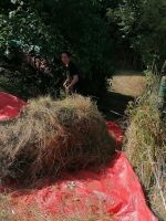 Vogelwiese Eisbaeren 2023